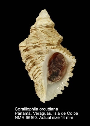 Coralliophila orcuttiana (3).jpg - Coralliophila orcuttiana Dall,1919